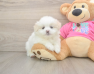 6 week old Shih Pom Puppy For Sale - Fairfield Furbabies