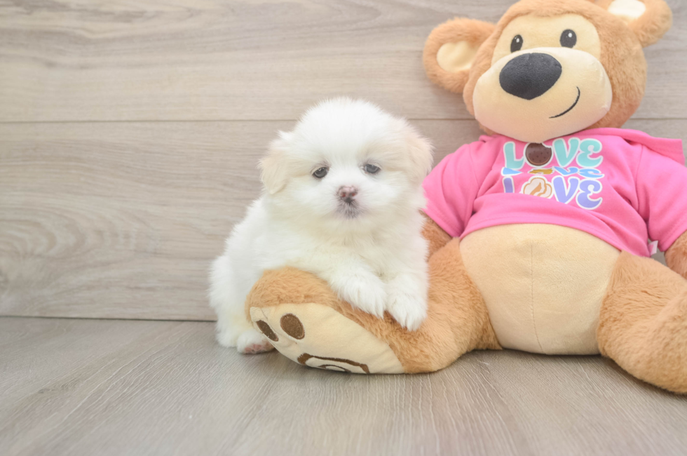 6 week old Shih Pom Puppy For Sale - Fairfield Furbabies