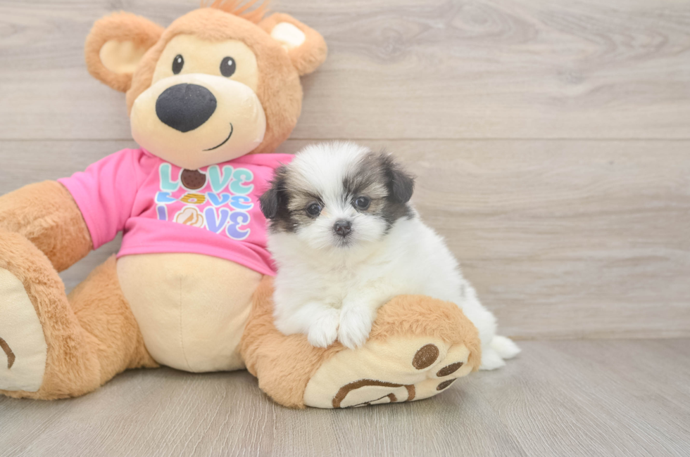 6 week old Shih Pom Puppy For Sale - Fairfield Furbabies