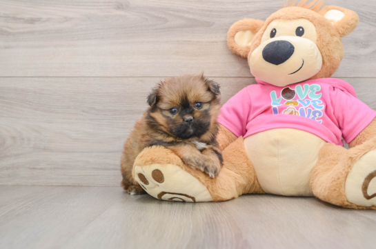 Shih Pom Puppy for Adoption