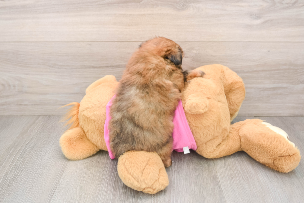 Shih Pom Puppy for Adoption