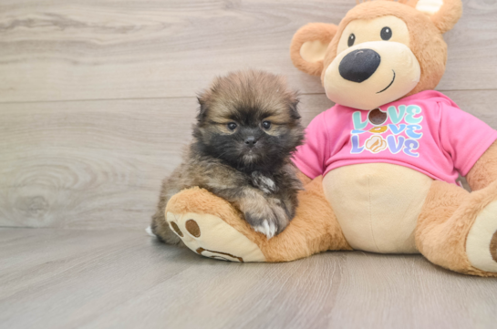 GARCIA, a Shih Pom littermate