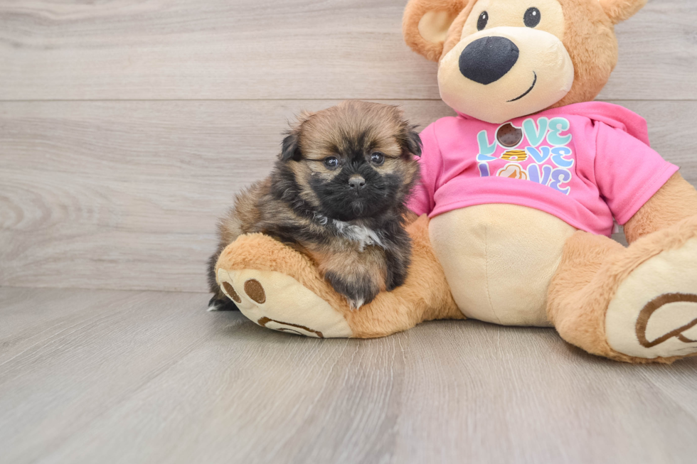 Shih Pom Puppy for Adoption