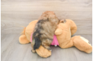 Small Shih Pom Baby