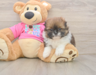 5 week old Shih Pom Puppy For Sale - Fairfield Furbabies