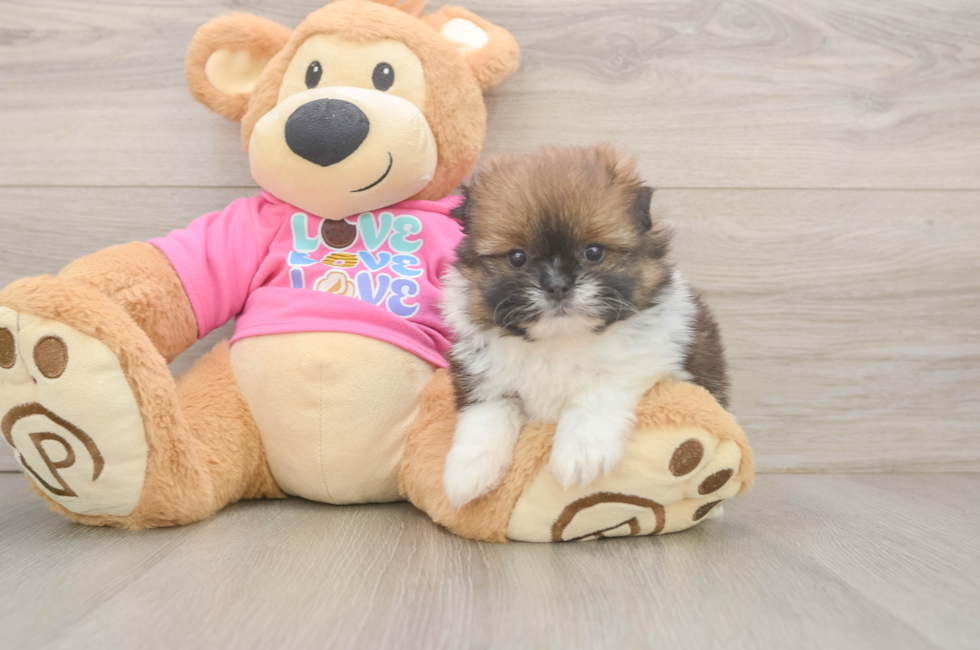 5 week old Shih Pom Puppy For Sale - Fairfield Furbabies