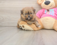 5 week old Shih Pom Puppy For Sale - Fairfield Furbabies
