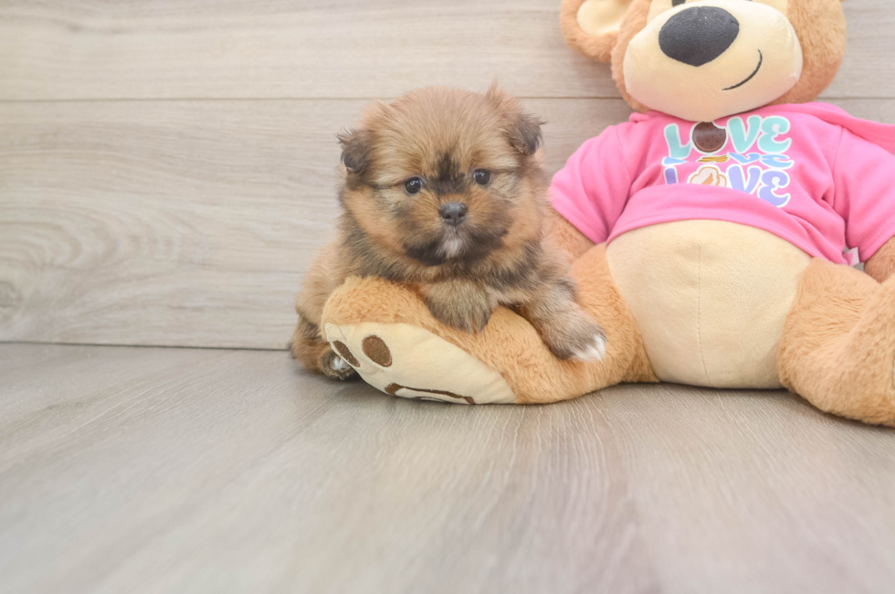5 week old Shih Pom Puppy For Sale - Fairfield Furbabies