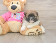5 week old Shih Pom Puppy For Sale - Fairfield Furbabies