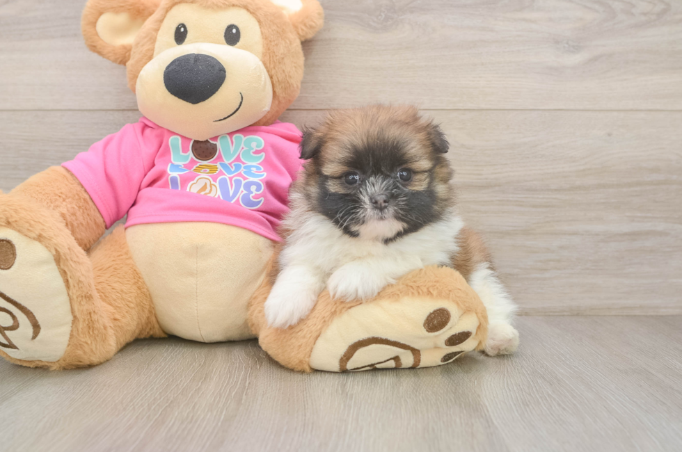 5 week old Shih Pom Puppy For Sale - Fairfield Furbabies