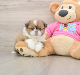 6 week old Shih Pom Puppy For Sale - Fairfield Furbabies