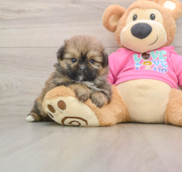 6 week old Shih Pom Puppy For Sale - Fairfield Furbabies