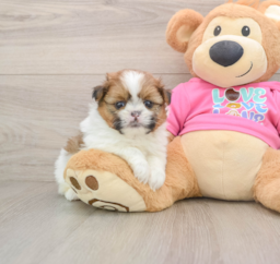 6 week old Shih Pom Puppy For Sale - Fairfield Furbabies