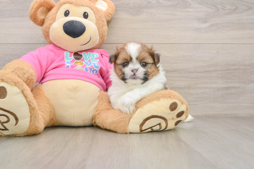 Adorable Shipom Designer Puppy