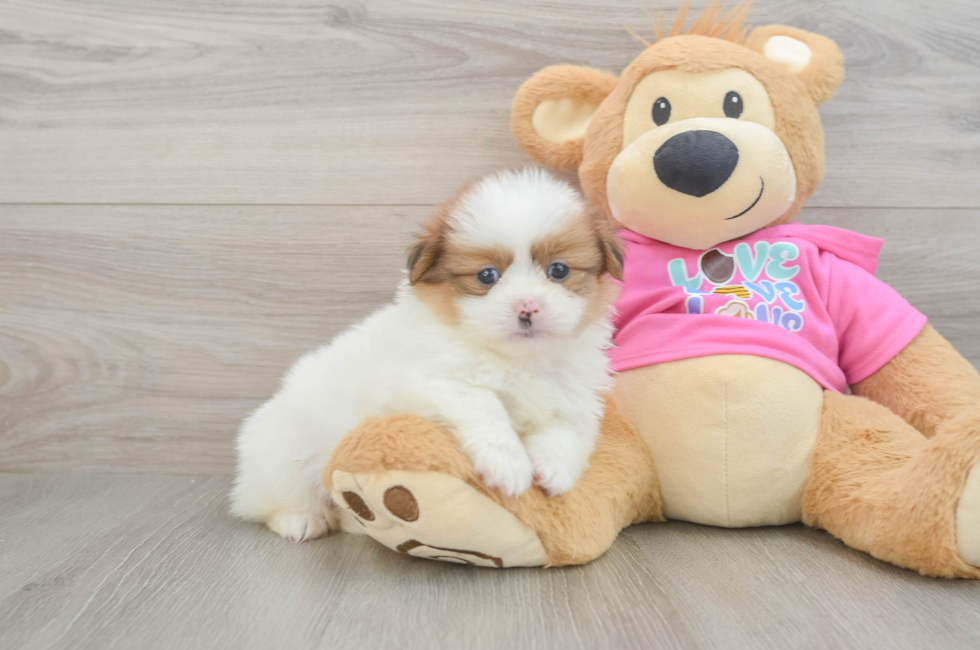 6 week old Shih Pom Puppy For Sale - Fairfield Furbabies