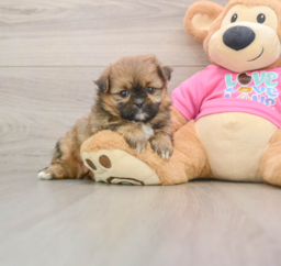 6 week old Shih Pom Puppy For Sale - Fairfield Furbabies