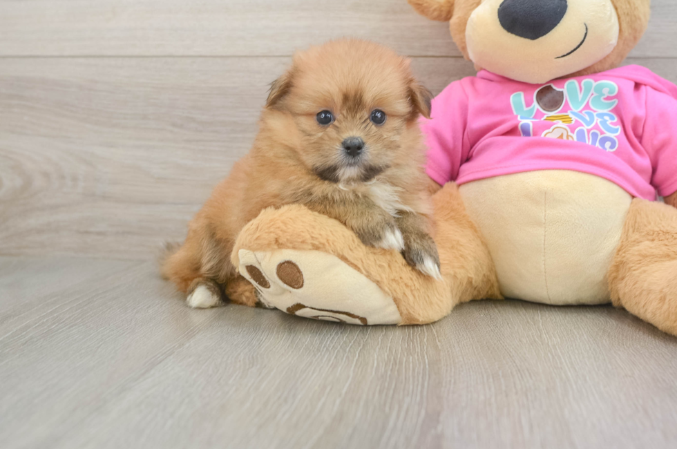 6 week old Shih Pom Puppy For Sale - Fairfield Furbabies