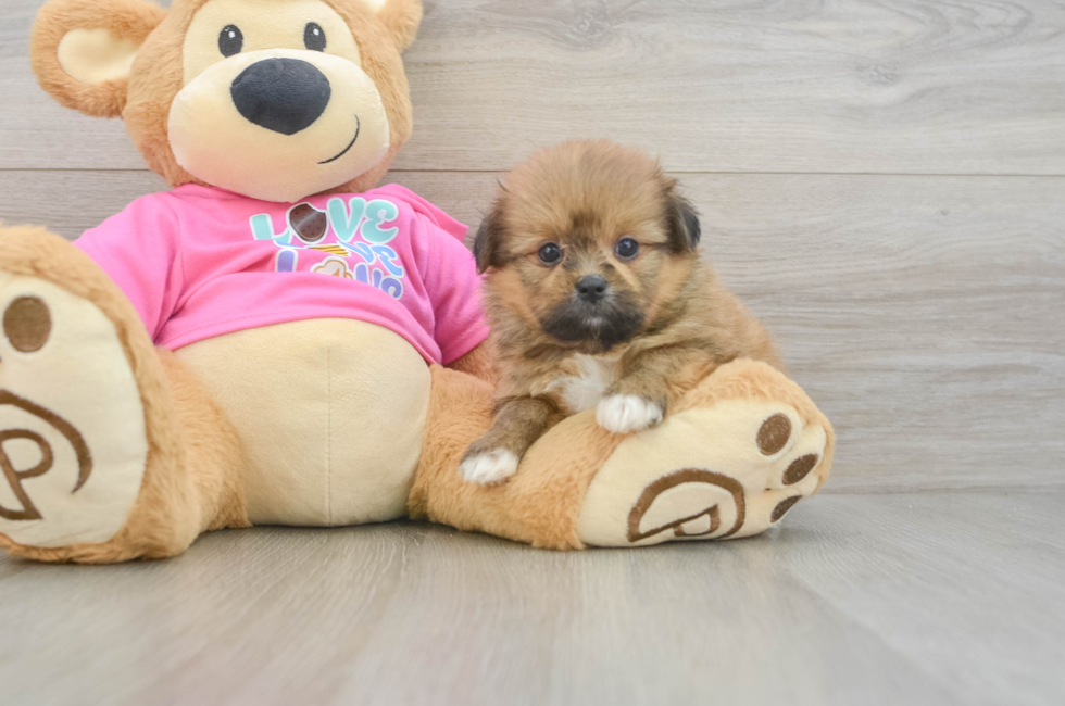 6 week old Shih Pom Puppy For Sale - Fairfield Furbabies