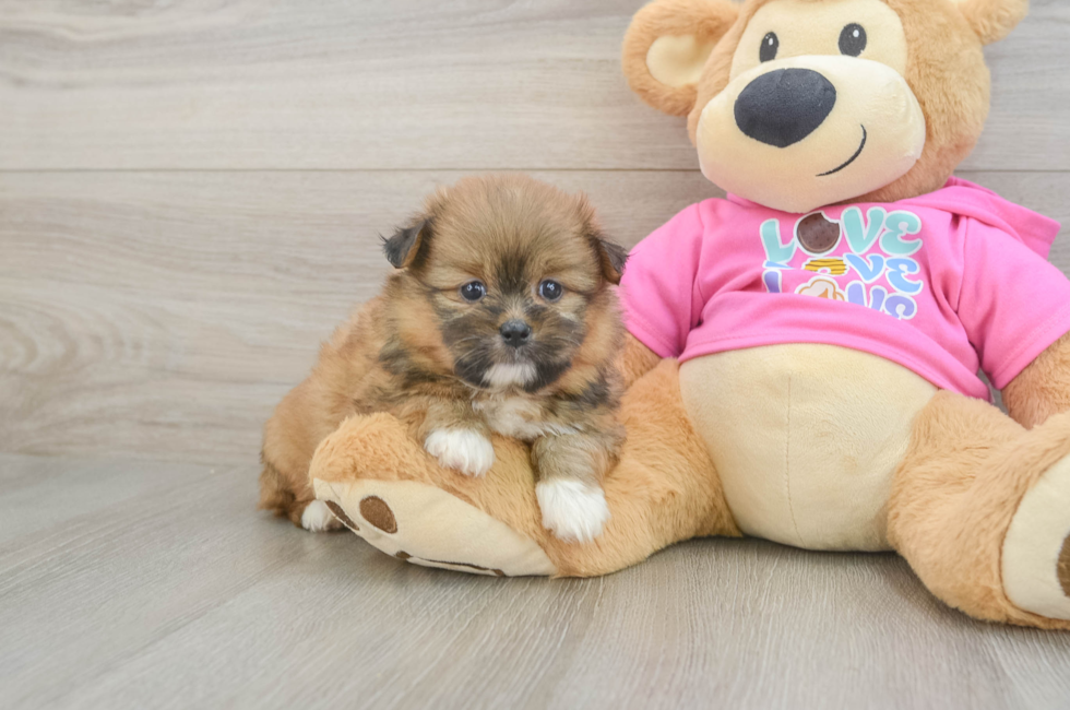 6 week old Shih Pom Puppy For Sale - Fairfield Furbabies