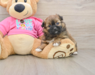 7 week old Shih Pom Puppy For Sale - Fairfield Furbabies