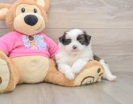 7 week old Shih Pom Puppy For Sale - Fairfield Furbabies