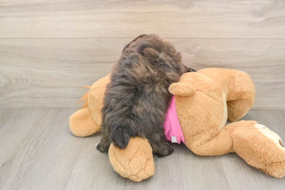 Shih Pom Puppy for Adoption