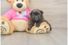 Shih Pom Puppy for Adoption