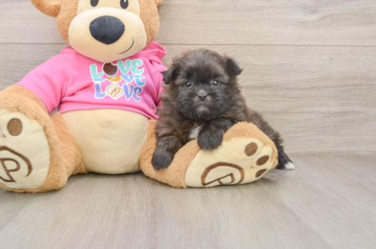 Shih Pom Puppy for Adoption