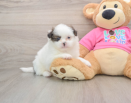 7 week old Shih Pom Puppy For Sale - Fairfield Furbabies