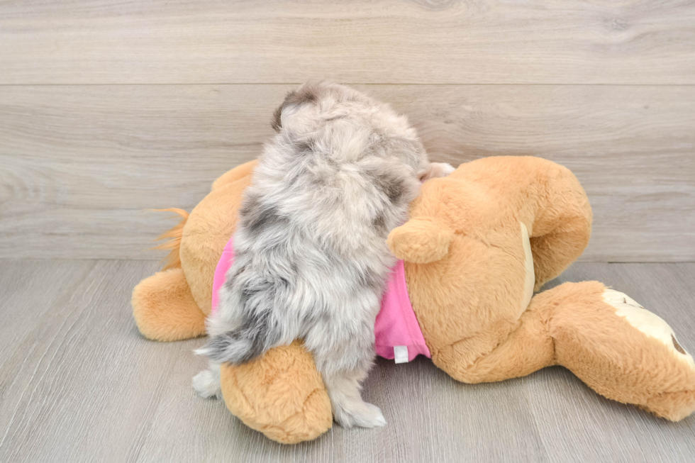 Shih Pom Pup Being Cute