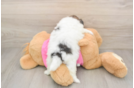 Sweet Shih Pom Baby