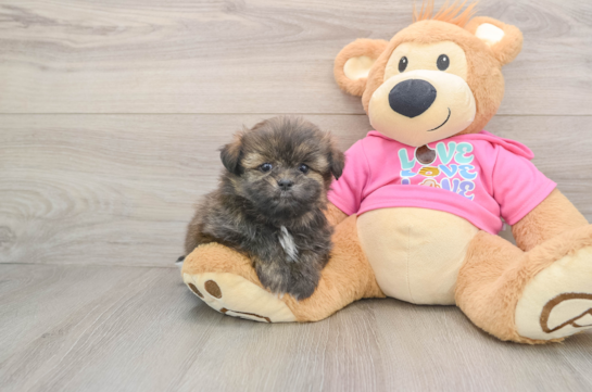 Shih Pom Pup Being Cute