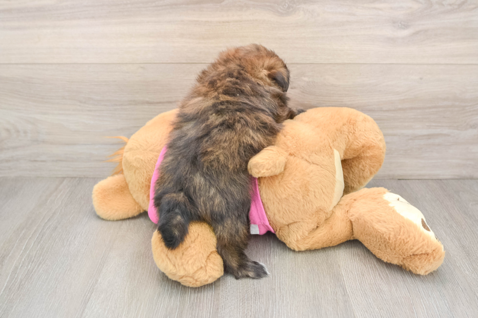 Fluffy Shih Pom Designer Pup