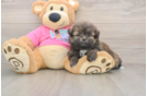 Sweet Shih Pom Baby