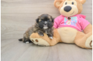 Funny Shih Pom Designer Pup