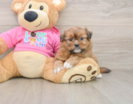 7 week old Shih Pom Puppy For Sale - Fairfield Furbabies
