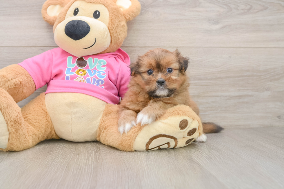 Cute Shih Pom Baby