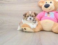 7 week old Shih Pom Puppy For Sale - Fairfield Furbabies