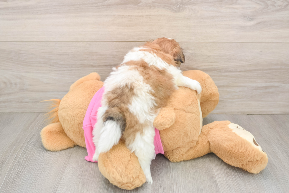 Shih Pom Puppy for Adoption