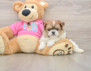 7 week old Shih Pom Puppy For Sale - Fairfield Furbabies