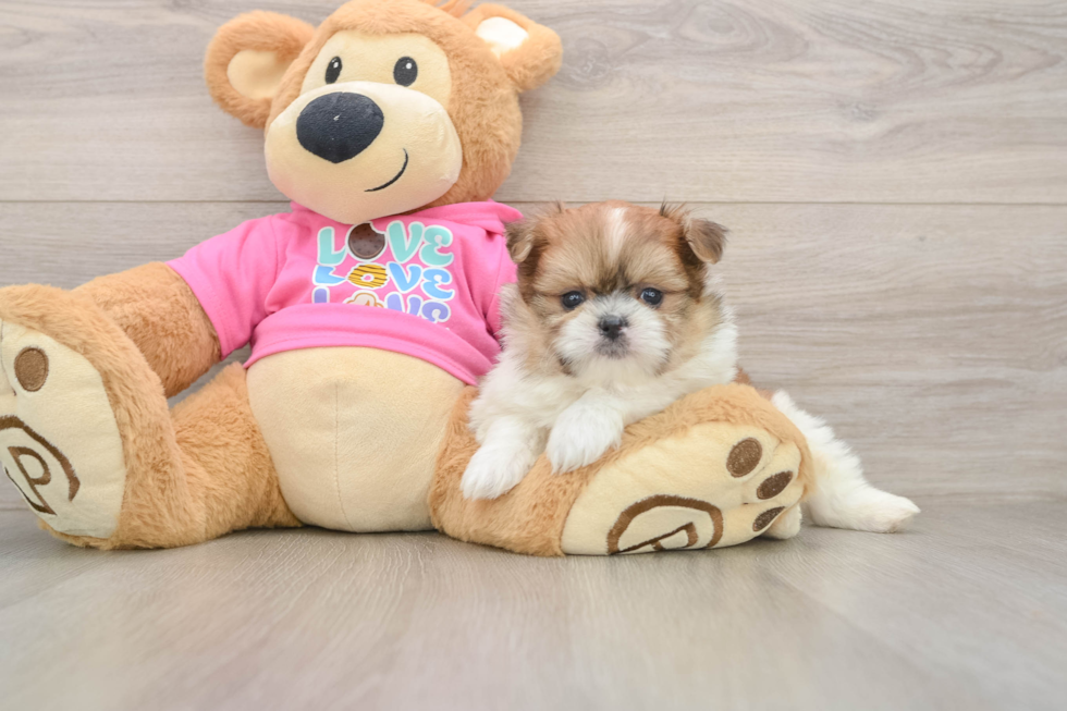 Little Pomtzu Designer Puppy