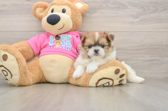 Little Pomtzu Designer Puppy