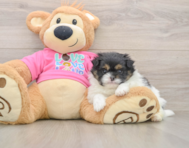 7 week old Shih Pom Puppy For Sale - Fairfield Furbabies