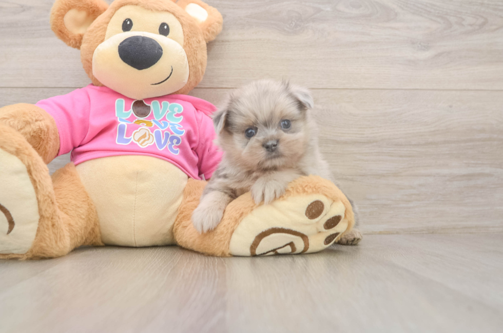 8 week old Shih Pom Puppy For Sale - Fairfield Furbabies