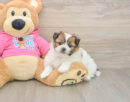 6 week old Shih Pom Puppy For Sale - Fairfield Furbabies