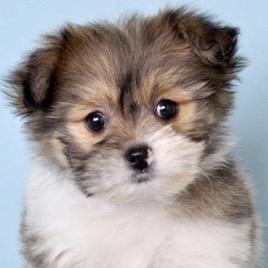 Shih Pom Puppies For Sale - Fairfield Furbabies