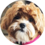 Shih Poo Puppy For Sale Fairfield Furbabies Shih Poo Puppy For Sale - Fairfield Furbabies