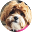 Shih Poo Puppies For Sale - Fairfield Furbabies Shih Poo Puppies For Sale - Fairfield Furbabies