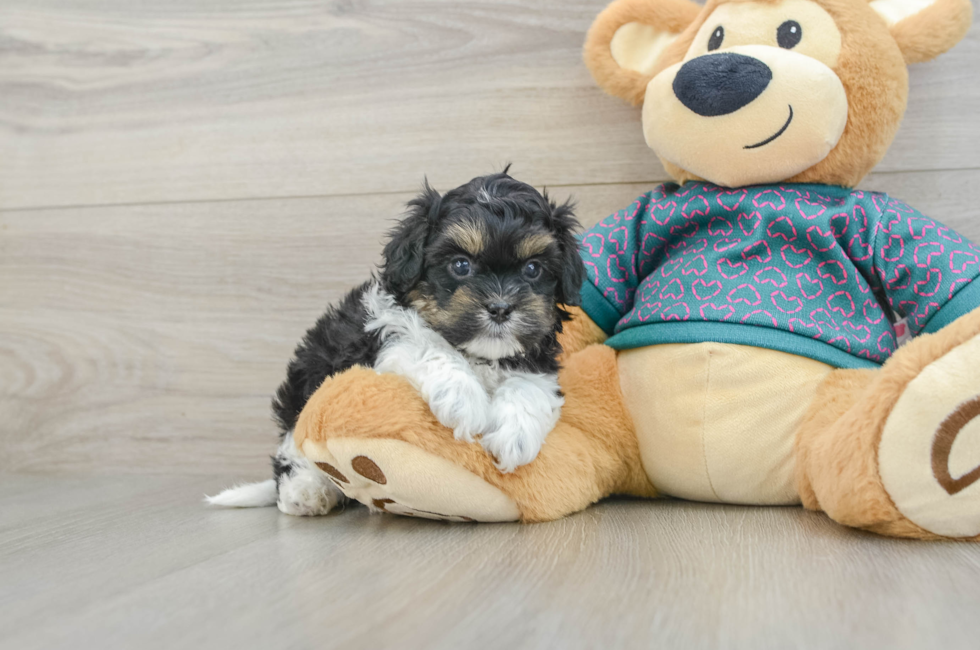 6 week old Shih Poo Puppy For Sale - Fairfield Furbabies
