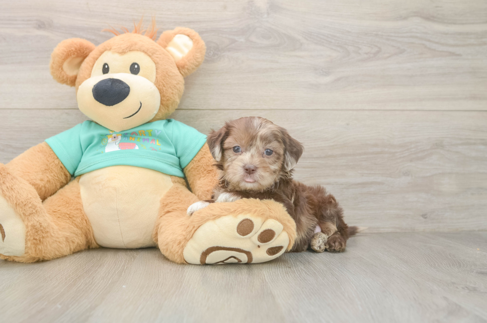 6 week old Shih Poo Puppy For Sale - Fairfield Furbabies